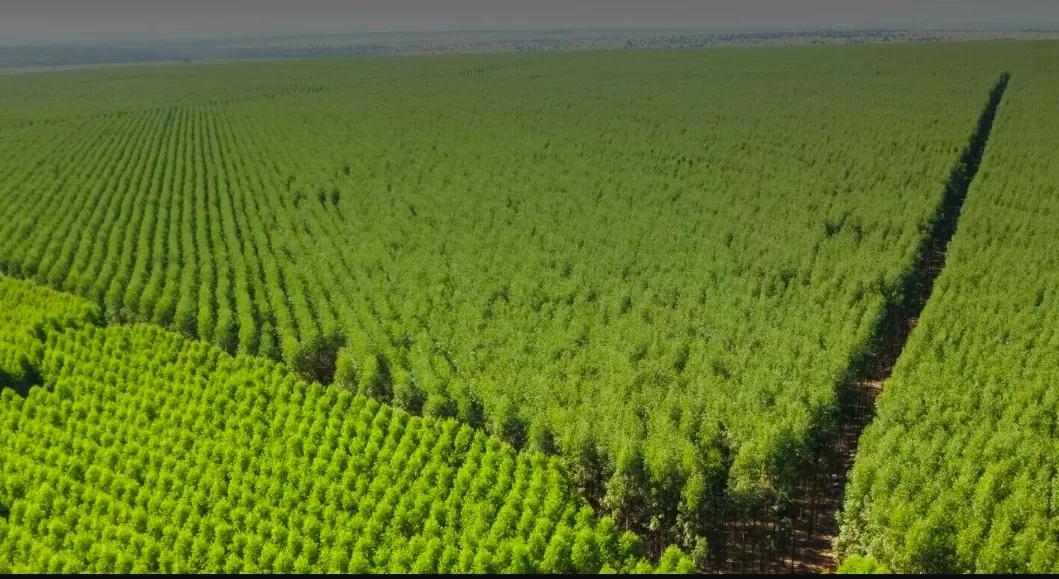 Uma das áreas que a empresa sino-indonésia quer assumir, sem autorização do Incra e do Congresso Nacional Uma das áreas que a empresa sino-indonésia quer assumir, sem autorização do Incra e do Congresso Nacional