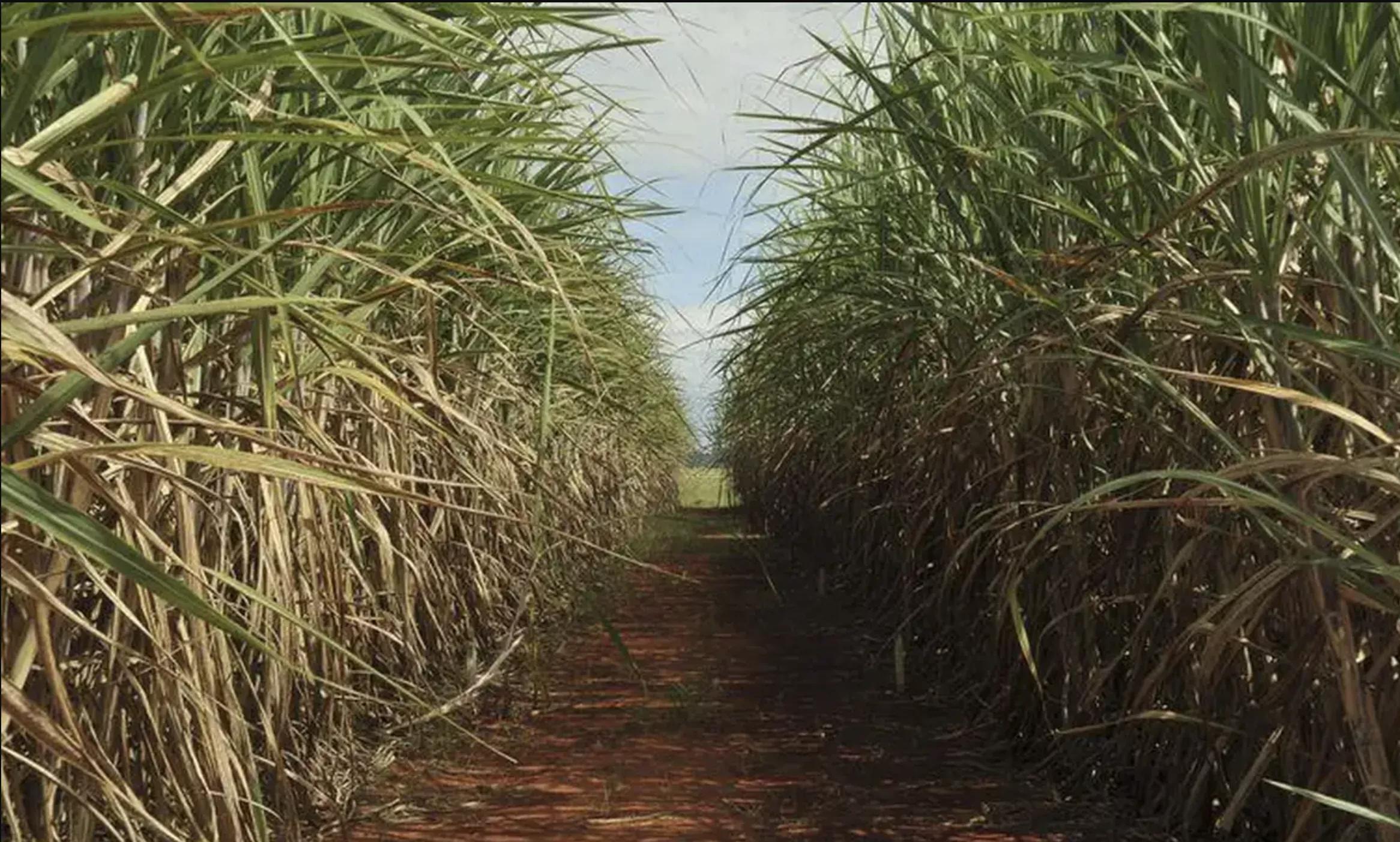 Super enzima" de bactéria pode transformar resíduos em biocombustível | Brasil 247