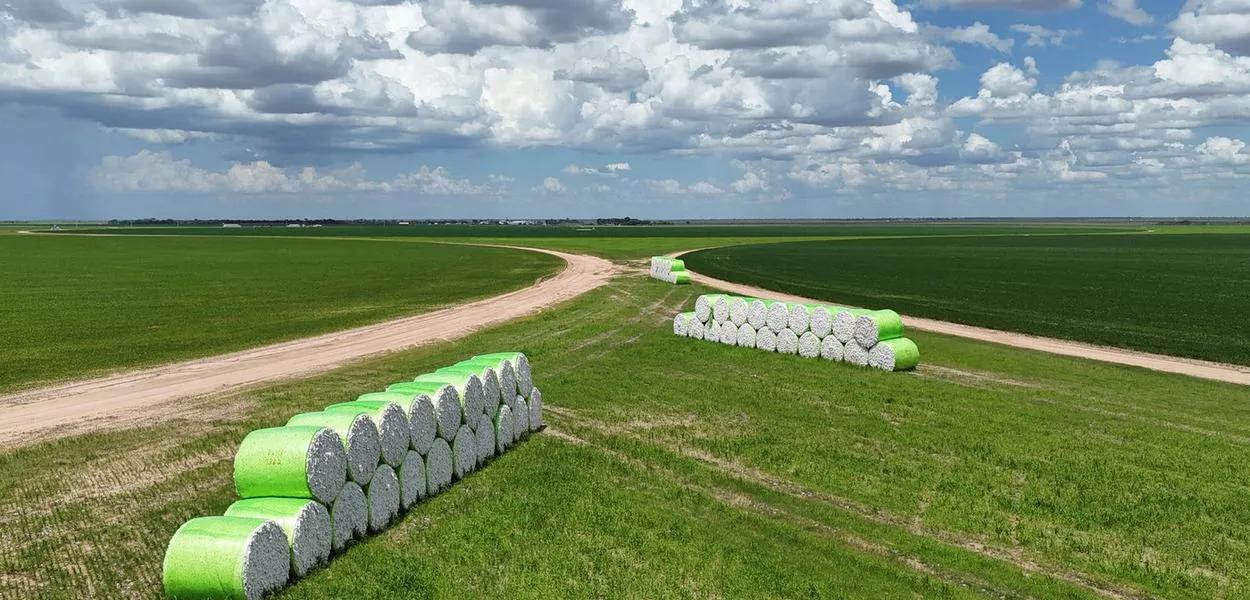 Fardos de algodão em lavoura de Luis Eduardo Magalhães 20/11/2024