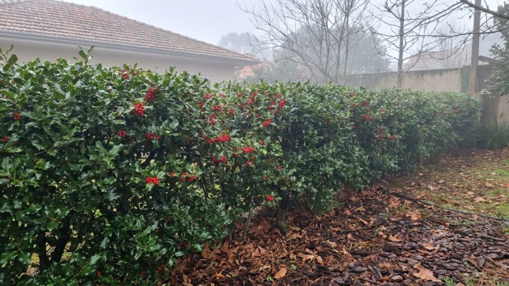 O uso de plantas com folhagens persistentes e alta resiliência biológica reduz a necessidade de manutenções constantes no inverno.