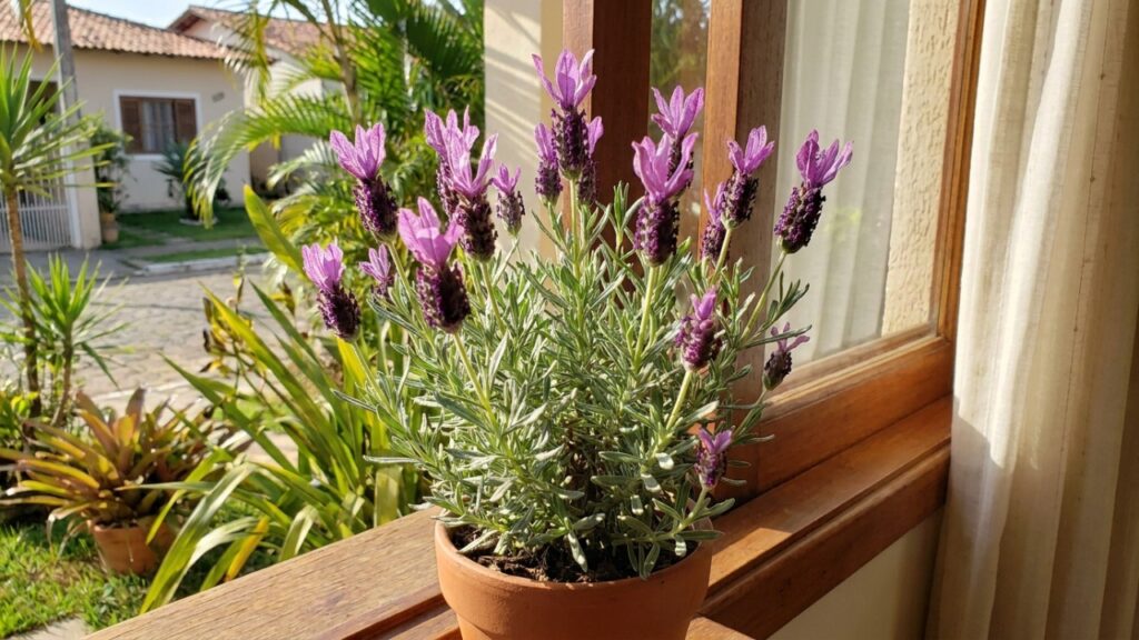 O cultivo de lavanda em vasos posicionados perto de janelas aproveita as brisas para espalhar uma fragrância relaxante pelos ambientes.