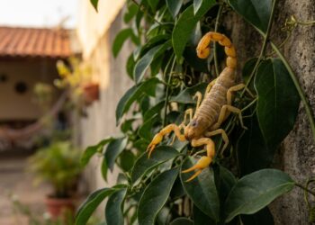 A unha-de-gato reveste muros com um tapete verde compacto que impede o surgimento de esconderijos para pragas e insetos.