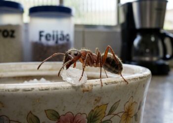 O posicionamento estratégico de plantas aromáticas na bancada bloqueia a comunicação dos insetos e protege os alimentos na cozinha.