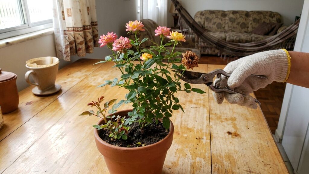 A poda constante de galhos secos e flores murchas renova o vigor da planta e estimula o surgimento de novos brotos.
