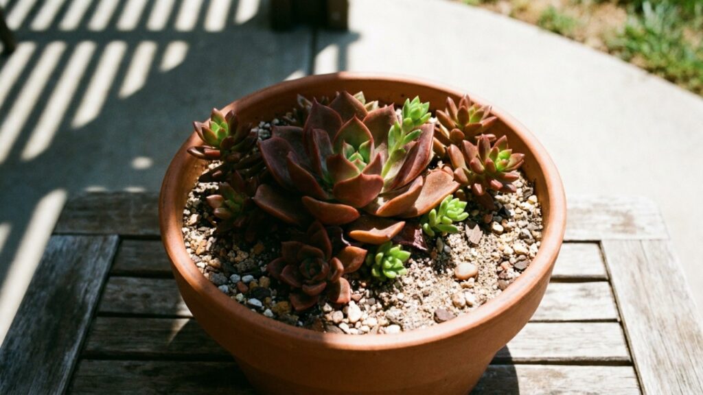 O estresse luminoso positivo ativa pigmentos protetores que intensificam a coloração ornamental e impulsionam a floração do arranjo.