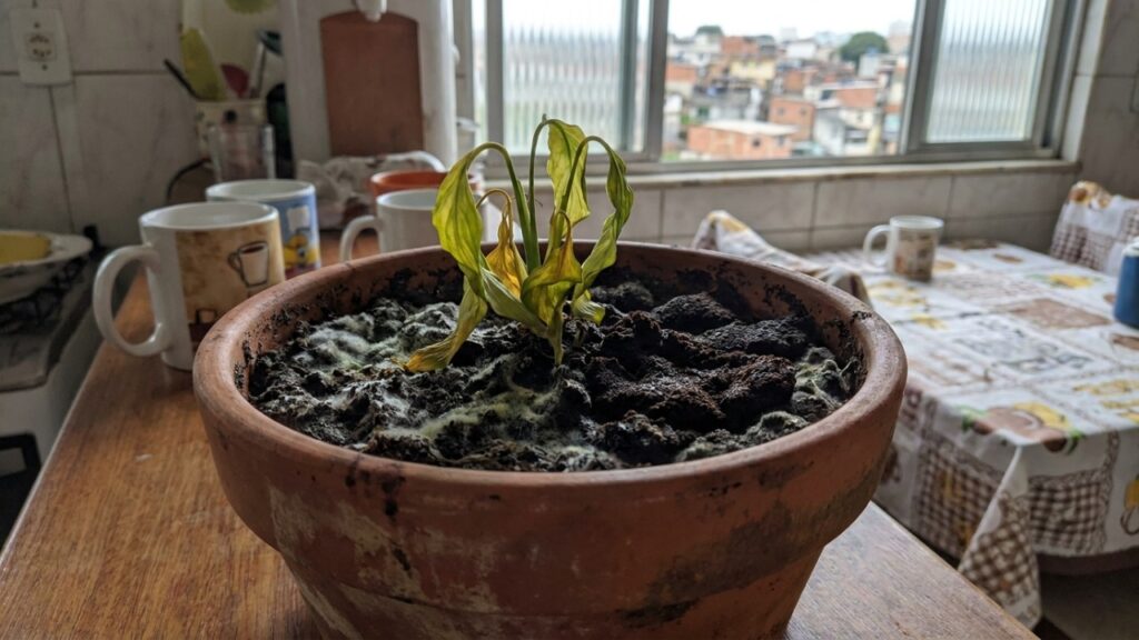 A secagem completa do resíduo ao sol elimina a umidade e libera o nitrogênio de forma segura para o cultivo.