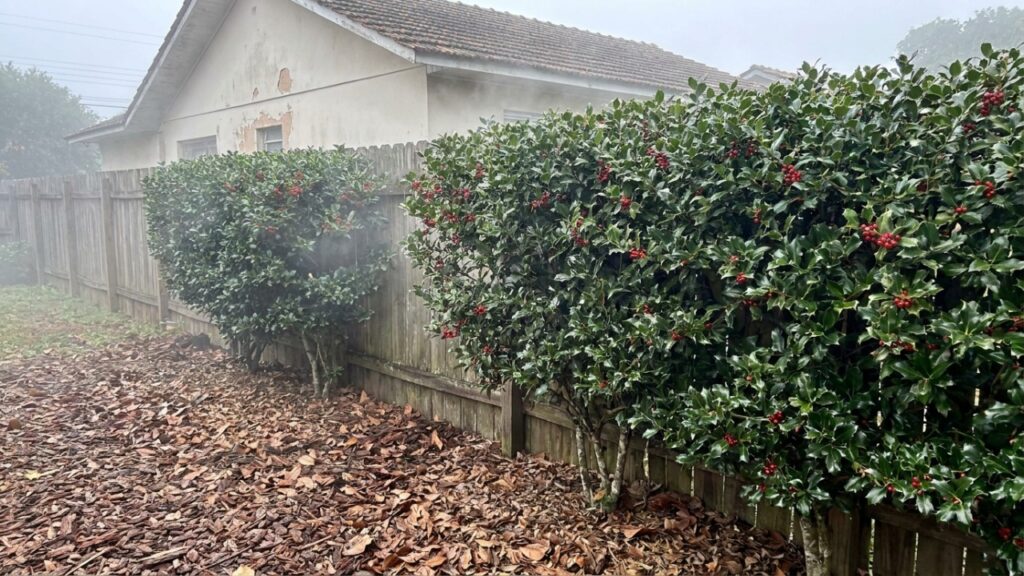Espécies como a camélia e o azevinho utilizam mecanismos naturais de proteção para resistir ao clima gelado e às geadas.