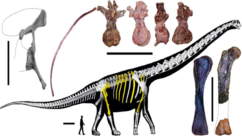 O dinossauro gigante "Último Titã" encontrado na Tailândia era maior que nove elefantes