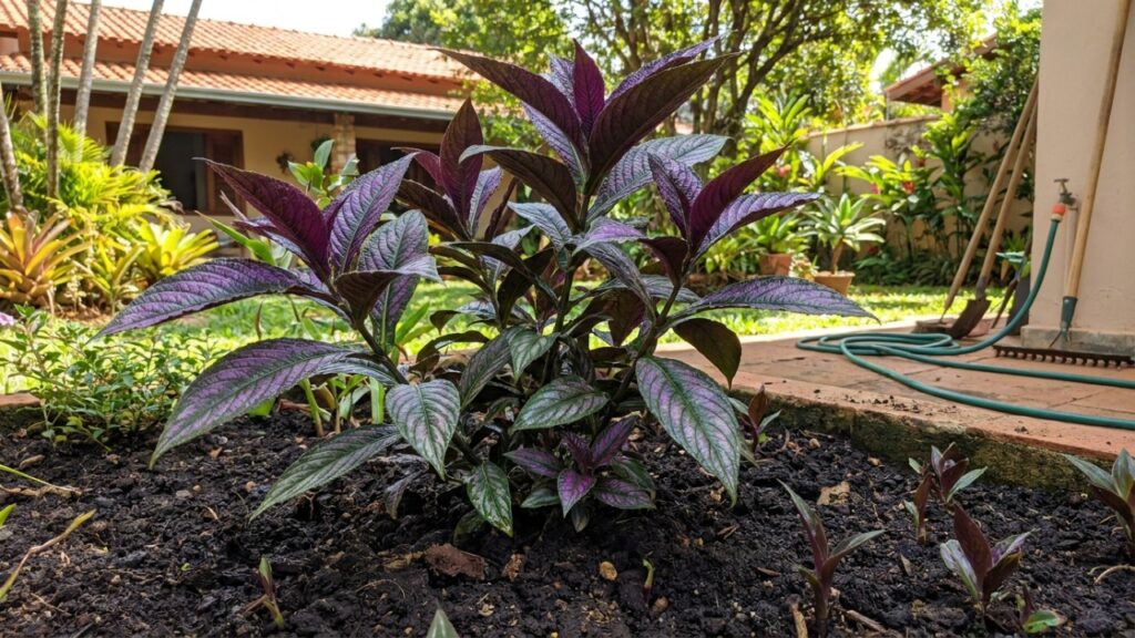 O cultivo sob sol pleno ou meia-sombra intensifica a coloração arroxeada das folhas e estimula o crescimento rápido.