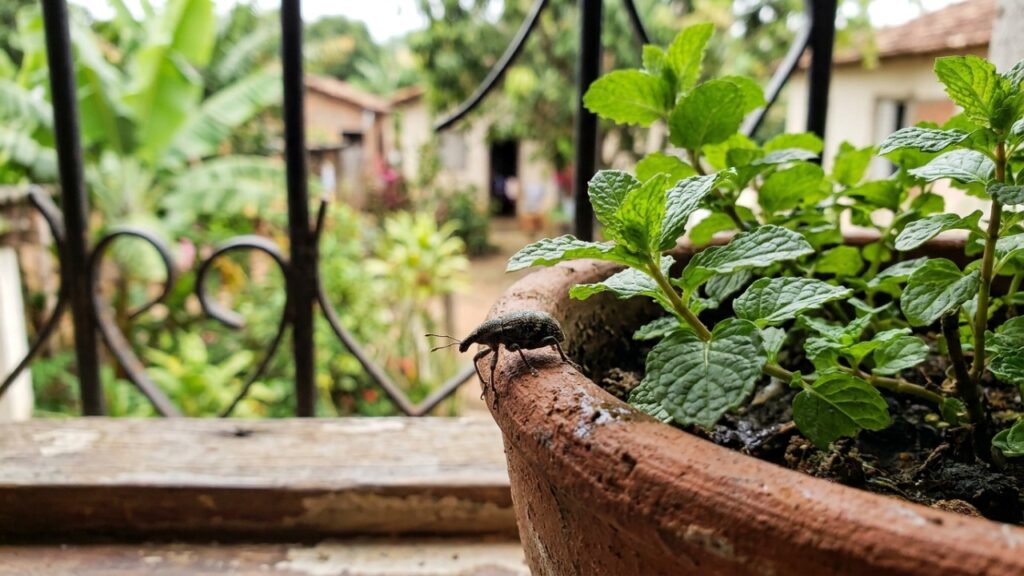 O cultivo de espécies como hortelã e lavanda em pontos estratégicos protege os armários contra invasões de forma segura.