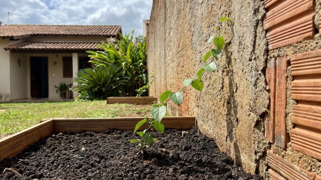 Essa trepadeira se fixa diretamente na alvenaria por meio de raízes naturais e dispensa o uso de suportes ou tutores.