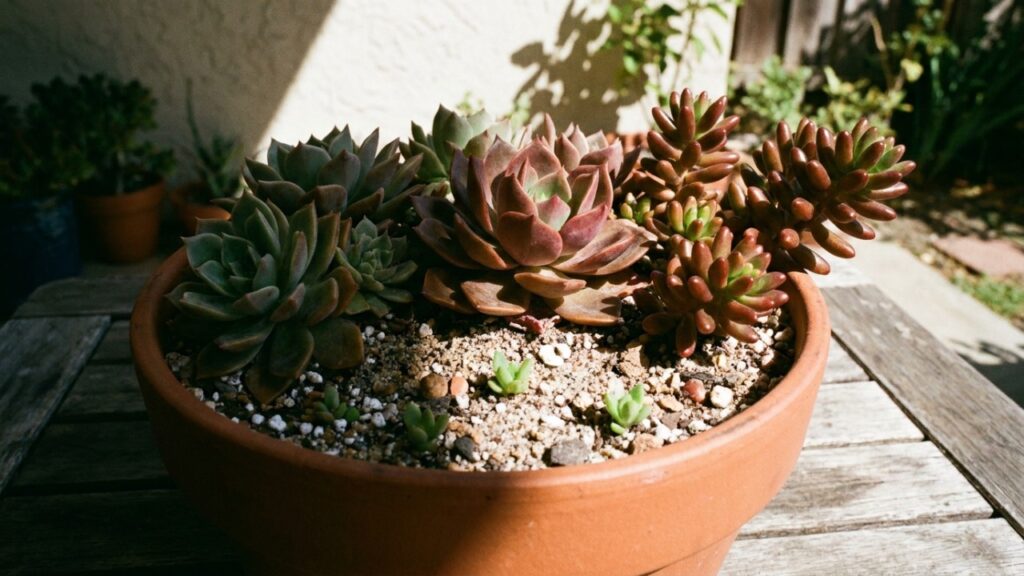 O processo gradativo de aclimatação ao sol protege a estrutura vegetal e evita o surgimento de manchas escuras na folhagem.