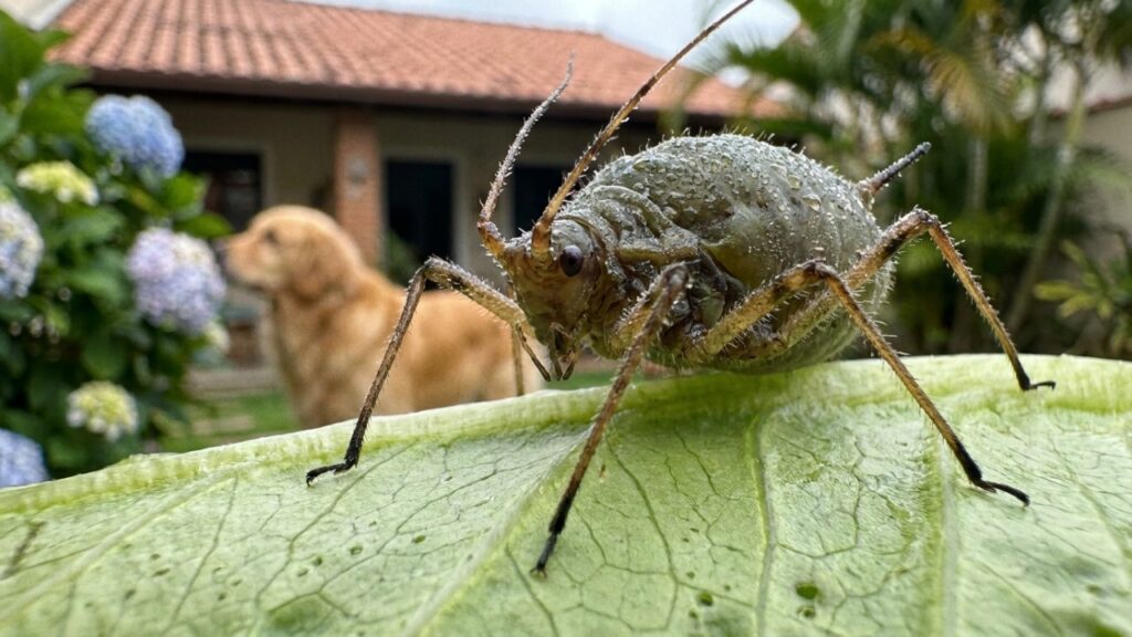 A escolha de plantas seguras para cachorros permite criar um quintal vibrante, saudável e livre de toxinas.