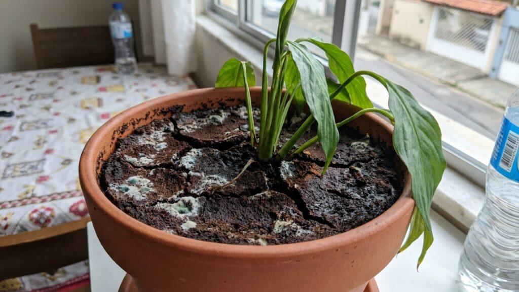 A aplicação da borra de café sem o tratamento prévio altera o pH da terra e estimula a proliferação de fungos.