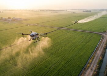 Extremadura lança uma frota de drones e aeronaves para proteger 19.000 hectares de arroz contra a praga do percevejo mais perigoso