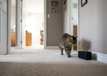 É isso quanto tempo um gato leva para esquecer uma pessoa, segundo a ciência