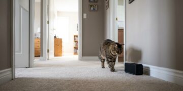 É isso quanto tempo um gato leva para esquecer uma pessoa, segundo a ciência