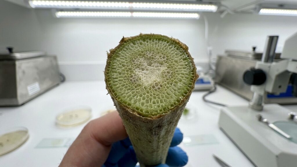 Cientistas descobriram agora que a iluminação pode de fato atrasar o crescimento de plantas