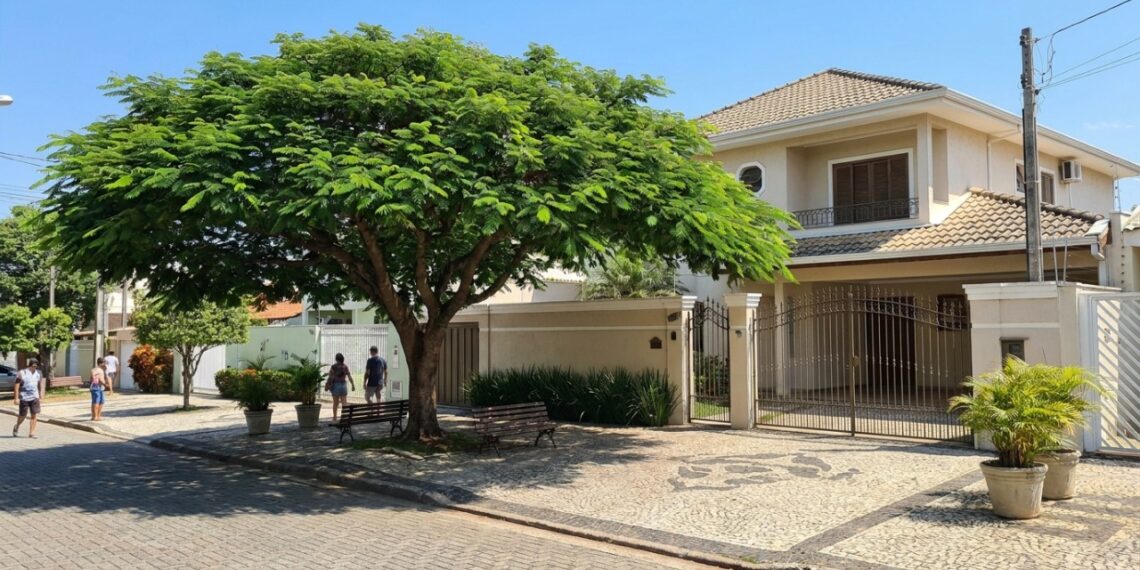 Árvores com crescimento radicular vertical garantem sombra e frescor sem danificar a estrutura das calçadas.