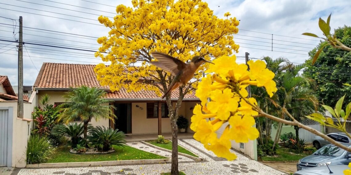 O ipê amarelo de jardim é a escolha ideal para calçadas por possuir raízes profundas que não danificam a estrutura do imóvel.
