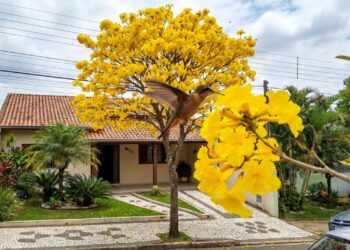 O ipê amarelo de jardim é a escolha ideal para calçadas por possuir raízes profundas que não danificam a estrutura do imóvel.