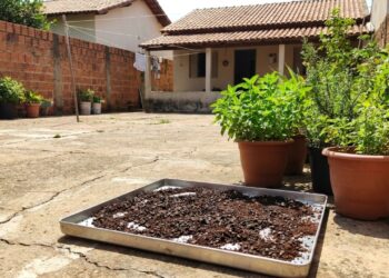 O acúmulo de resíduos orgânicos úmidos cria uma barreira compacta que impede a oxigenação do solo e prejudica as raízes.