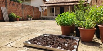 O acúmulo de resíduos orgânicos úmidos cria uma barreira compacta que impede a oxigenação do solo e prejudica as raízes.