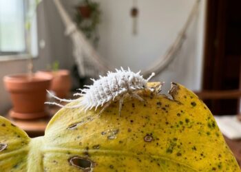 O uso inteligente de descartes orgânicos fortalece a estrutura interna das plantas e cria uma barreira contra insetos sugadores.