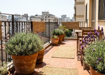 As variedades robustas de alfazema resistente ao sol prosperam sob o calor intenso e transformam espaços áridos em oásis aromáticos.