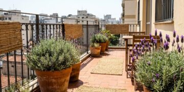 As variedades robustas de alfazema resistente ao sol prosperam sob o calor intenso e transformam espaços áridos em oásis aromáticos.