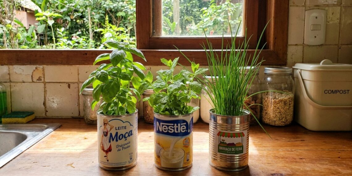 O cultivo de temperos em recipientes de metal exige furos na base para garantir a drenagem correta e o crescimento saudável das raízes.