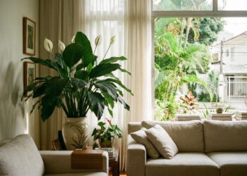 O cultivo do lírio-da-paz gigante em ambientes internos funciona como um filtro natural que melhora a qualidade do ar na sala de estar.