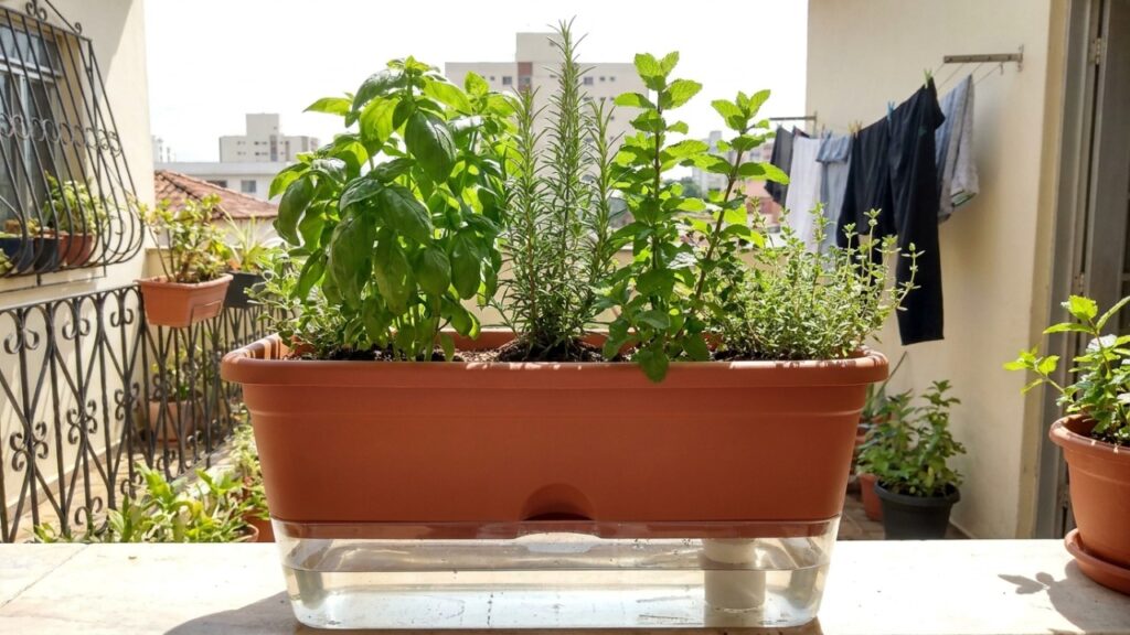 Produzir ervas aromáticas em pequenos espaços reduz os gastos no supermercado e garante uma alimentação mais saudável livre de aditivos químicos.