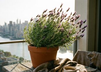 A Lavanda-dentata é a escolha ideal para varandas altas devido à sua notável resistência a ventos fortes.