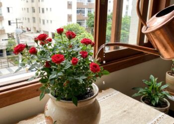 As mini rosas necessitam de quatro a seis horas diárias de sol direto para abrir novos botões saudáveis.