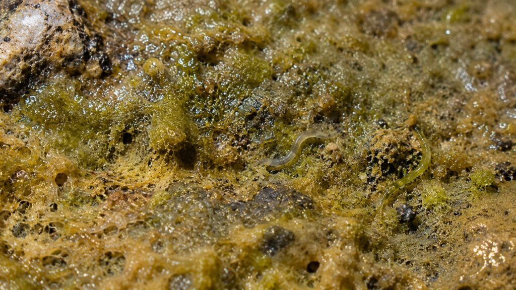 Cientistas descobrem criatura misteriosa no Grande Lago Salgado — e ela não existe em nenhum outro lugar da Terra