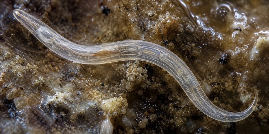 Cientistas descobrem criatura misteriosa no Grande Lago Salgado — e ela não existe em nenhum outro lugar da Terra