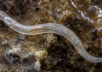 Cientistas descobrem criatura misteriosa no Grande Lago Salgado — e ela não existe em nenhum outro lugar da Terra