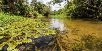 Antibiótico proibido descoberto em peixes levanta preocupações sobre segurança alimentar