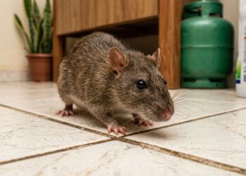 Basta uma folha no lugar certo para se livrar de ratos e camundongos de vez