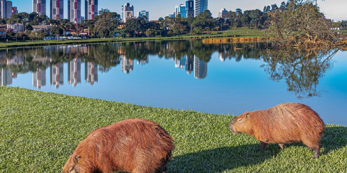 A cidade mais inteligente do mundo: o roteiro verde e europeu na capital ecológica do Brasil
