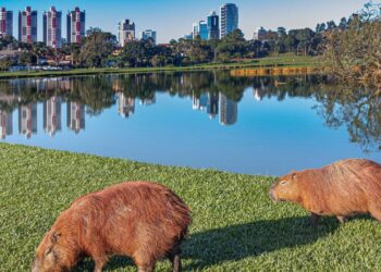 A cidade mais inteligente do mundo: o roteiro verde e europeu na capital ecológica do Brasil