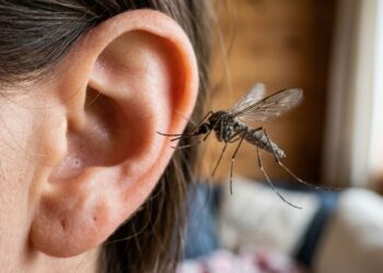 Por que os mosquitos gostam de voar perto dos nossos ouvidos quando dormimos? O zumbido é algo que muitas pessoas consideram irritante