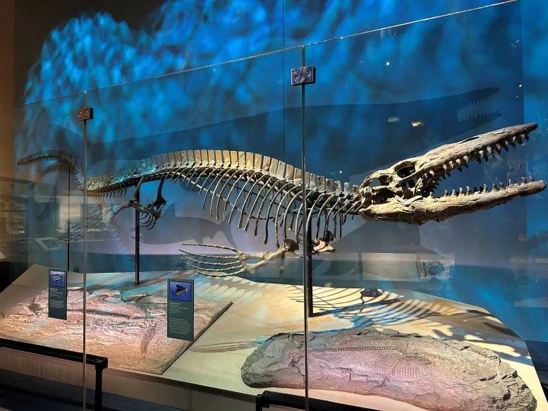 Cientistas descobrem réptil marinho de 13 metros, duas vezes maior que um tubarão-branco