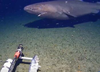 Câmera de águas profundas do Minderoo-UWA captura imagem rara de um grande tubarão dorminhoco (Somniosidae) nadando perto do fundo do mar lamacento no Oceano Antártico.