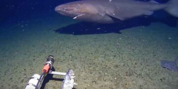 Câmera de águas profundas do Minderoo-UWA captura imagem rara de um grande tubarão dorminhoco (Somniosidae) nadando perto do fundo do mar lamacento no Oceano Antártico.