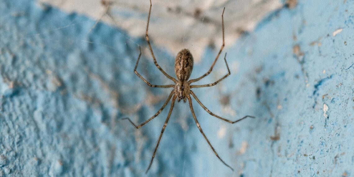 O uso de repelentes naturais e extratos botânicos cria um escudo olfativo eficiente para afastar as aranhas domésticas sem agredir o ambiente.