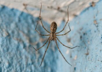 O uso de repelentes naturais e extratos botânicos cria um escudo olfativo eficiente para afastar as aranhas domésticas sem agredir o ambiente.