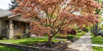 Como escolher plantas seguras para sua calçada