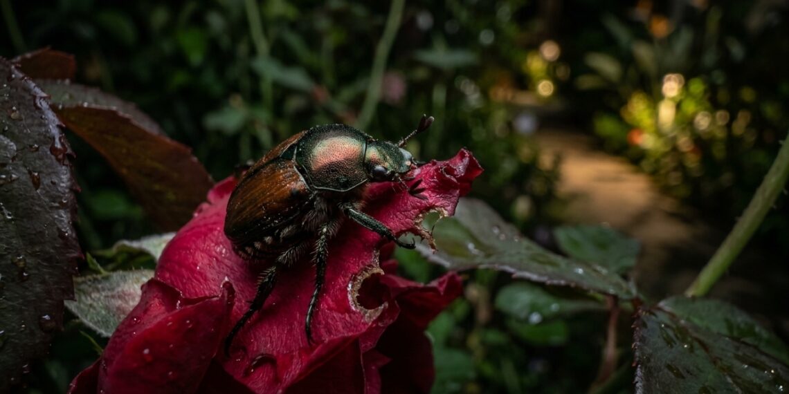 O cultivo estratégico de plantas aromáticas cria uma barreira natural eficiente para proteger botões florais contra pragas noturnas.
